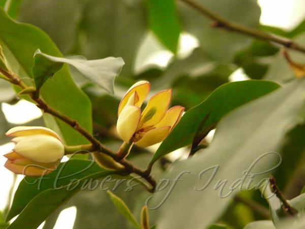 Banana Shrub
